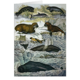 Ballenas, focas y morsas vintage, animales marinos