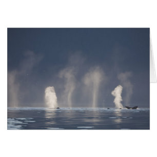 Ballenas jorobadas Megaptera novaeangliae)