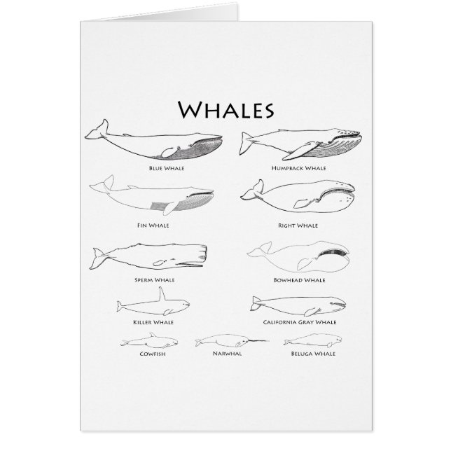 Ballenas (línea ilustraciones del arte) (Frente)