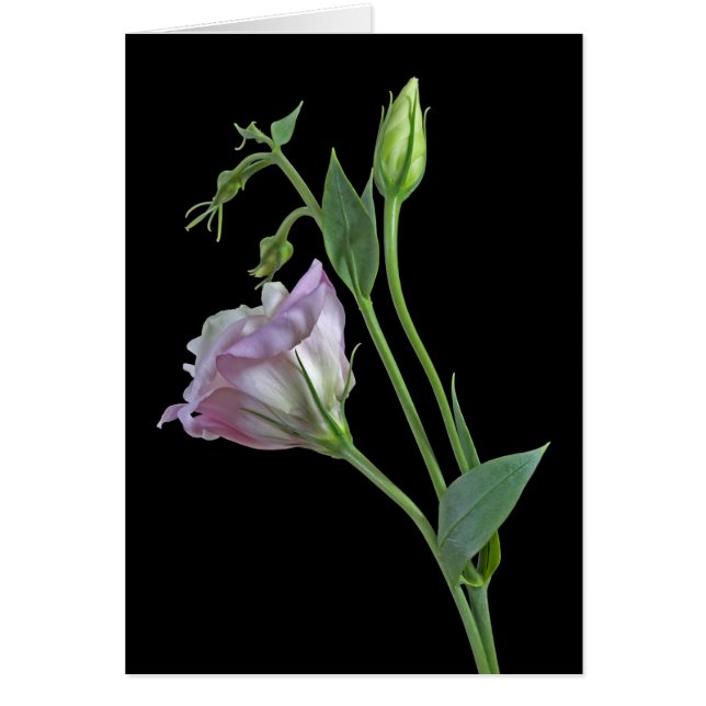 Ballerina Card (Frente)