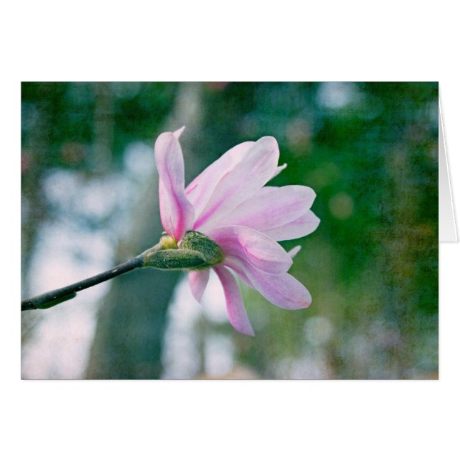 Ballerina Magnolia (Anverso (Horizontal))