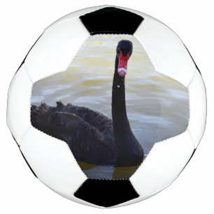 Balón De Fútbol Cisne Negro Nadando En El Río,