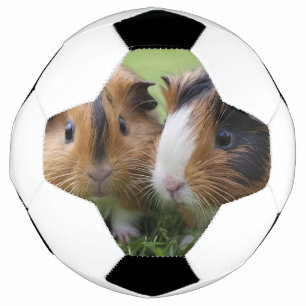 Balón De Fútbol Dos bebés Tortoiseshell Cerdos de Guinea,