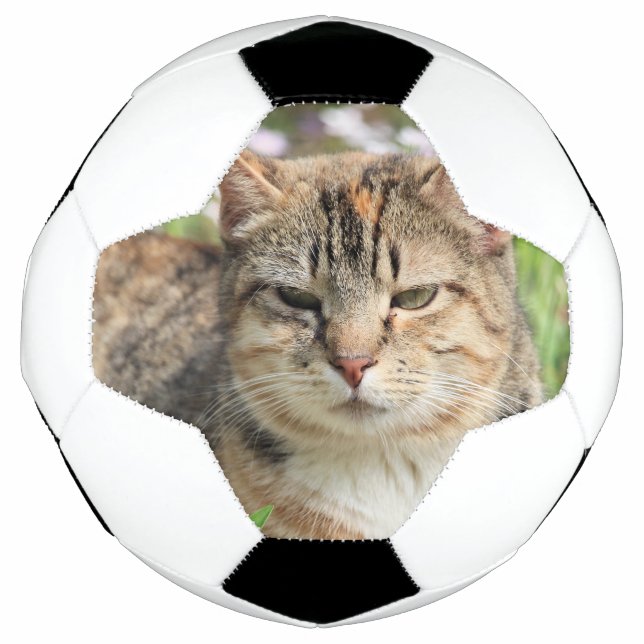 Balón De Fútbol Gato (Anverso)