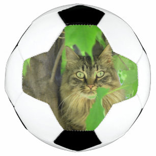 Balón De Fútbol Gato Maine Coon en árbol