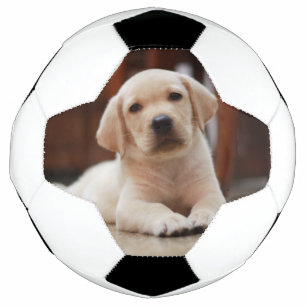 Balón De Fútbol Labrador amarillo bebé Perro picado tendido sobre