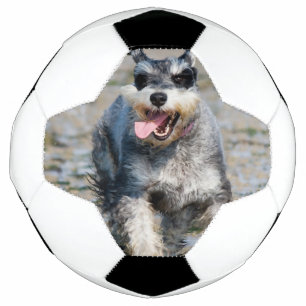 Balón De Fútbol mini schnauzer-run