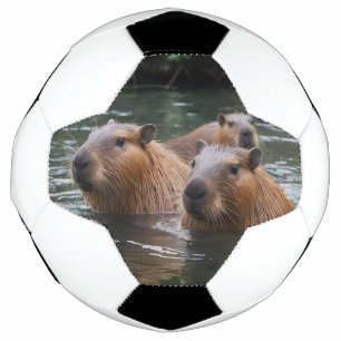 Balón De Fútbol Natación De Capybaras En El Río,