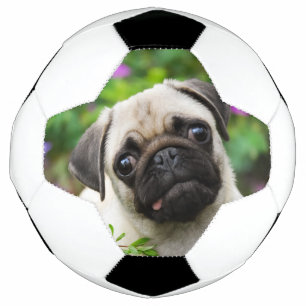 Balón De Fútbol Perro de puerco de flauta