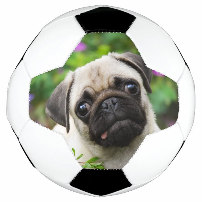 Balón De Fútbol Perro de puerco de flauta (Anverso)