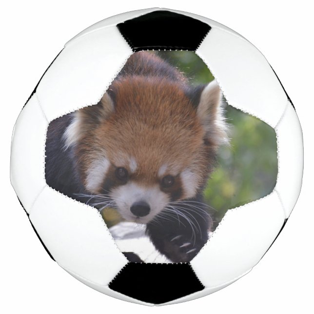 Balón De Fútbol Provocando el Panda Rojo (Anverso)