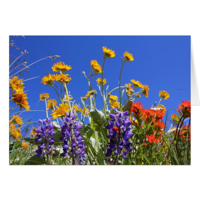 Balsamroot, Lupine y brocha (Anverso (Horizontal))