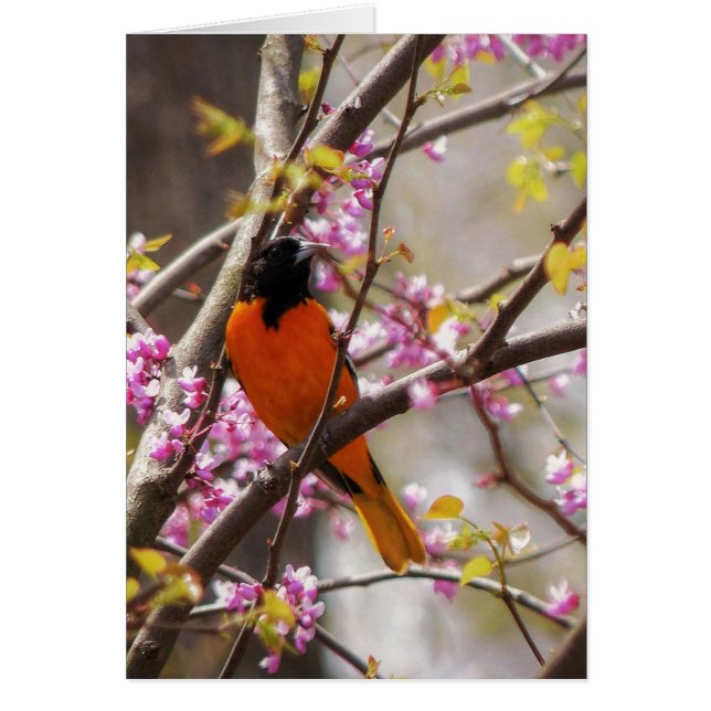 Baltimore Oriole (Frente)
