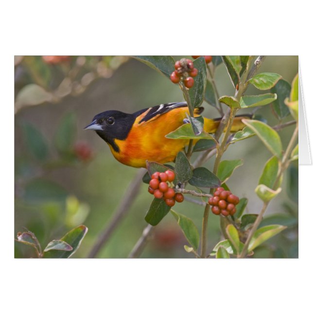 Baltimore Oriole (Anverso (Horizontal))