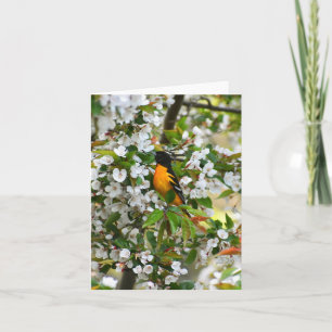 Baltimore Oriole #1 - Tarjeta de nota en blanco