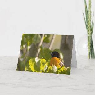 Baltimore Oriole en una tarjeta de nota de bifurca