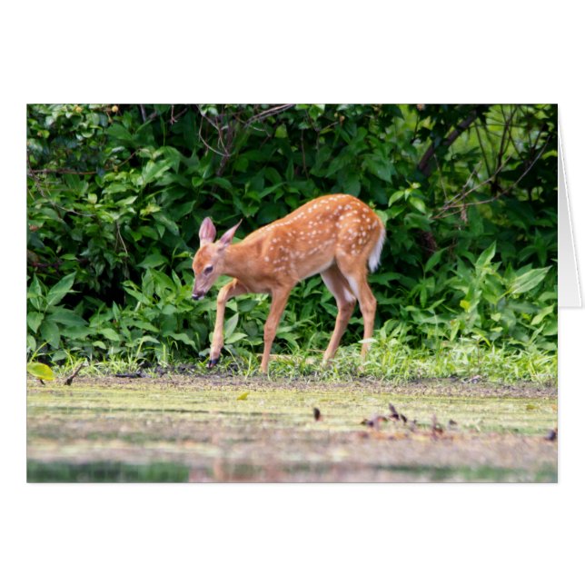 Bambi por el agua (Anverso (Horizontal))