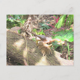 Bambiraptor - Dinosaurio - Tarjeta de aprendizaje
