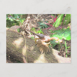 Bambiraptor - Dinosaurio - Tarjeta de aprendizaje