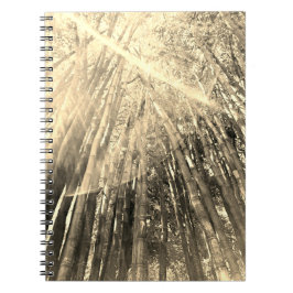 Bambú en cuaderno de Sepia
