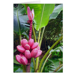 Bananas rosadas de Hawái