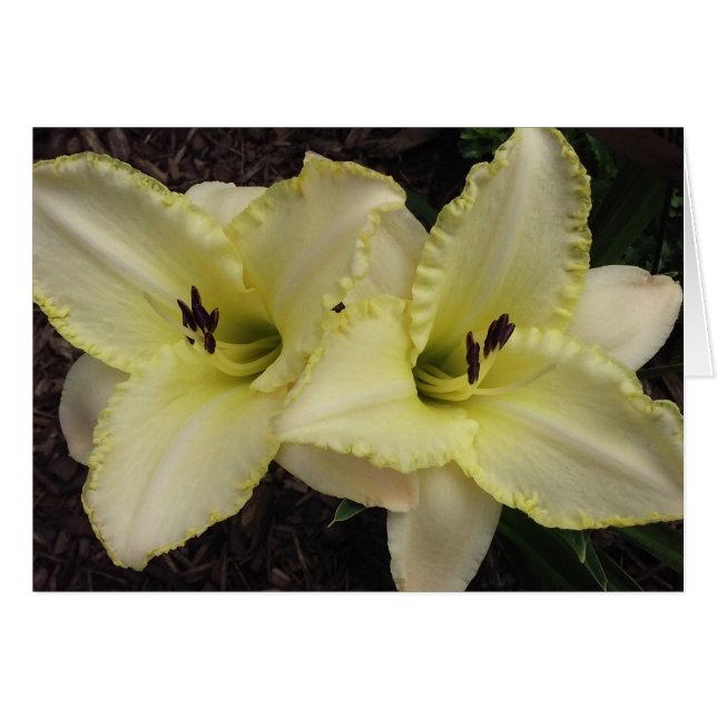 Banda boda - Daylily (Anverso (Horizontal))