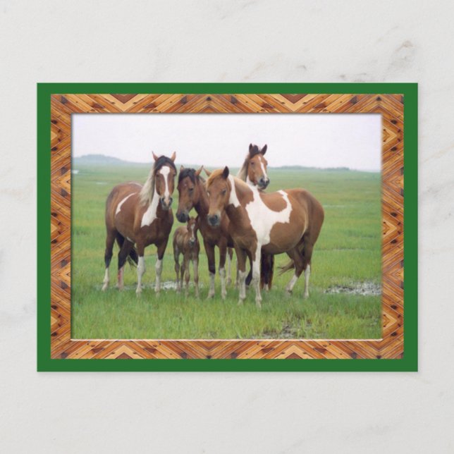 Banda De Postales De Caballos Appaloosa (Anverso)
