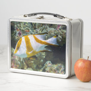 Banda marrón blanca de Snapper, emperador rojo del