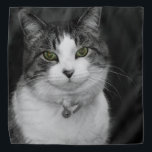Bandana Atrévase A Mirar Mis Ojos Verdes<br><div class="desc">Bebé, una gata siamesa se sienta en silencio esperando un tratamiento. ¿Buscando más impresiones o productos? Siéntete libre de visitar mi tienda: http://www.zazzle.com/timelessmomentsphtgy Esta foto fue tomada por Jennifer White con Timeless Moments Photography. Todas las imágenes tienen derechos de autor © Timeless Moments Photography/Jennifer White. Todos Los Derechos Reservados. Está...</div>