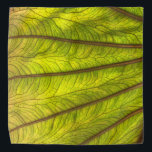 Bandana Big Taro Leaf<br><div class="desc">bella hoja de taro retroiluminada</div>