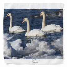 Cisnes en el río Icey