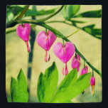 Bandana Flor de Corazón Sangrante asiática Lamprocapnos<br><div class="desc">2025</div>