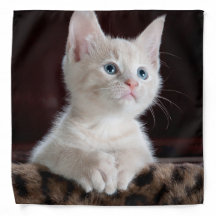 Gatito blanco vulnerable