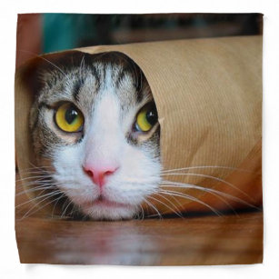 Ropa Memes Del Gato Y Accesorios Para Mascotas Zazzle Es