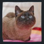 Bandana Gato siamés<br><div class="desc">Un bonito gato siamés decora esta bonita bandana</div>