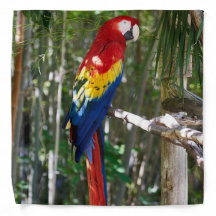 Loro imponente del Macaw del escarlata