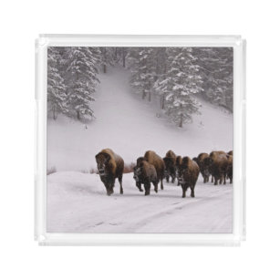 Bandeja Acrílica Bisonte en invierno