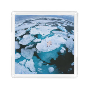 Bandeja Acrílica Hielo y nieve   Oso Polar, Océano Ártico, Svalbard