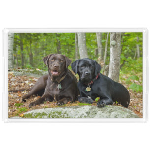 Bandeja Acrílica Perros cachorros Black Lab Chocolate Labrador Recu