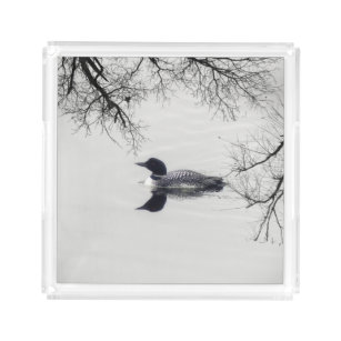 Bandeja Acrílica Un lomo común nade en un lago del norte en inviern