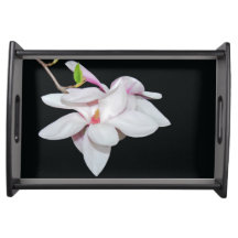 Magnolia blanca