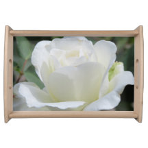 Rosa Blanca