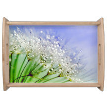 Semillas de Dandelion con gotas frescas