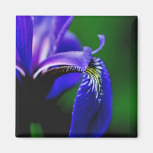 Bandera Azul Iris Flor Cierre Imán