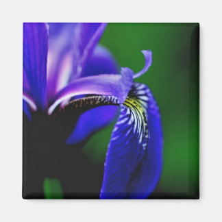 Bandera Azul Iris Flor Cierre Imán
