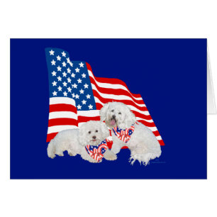 Bandera estadounidense Bichon Frise