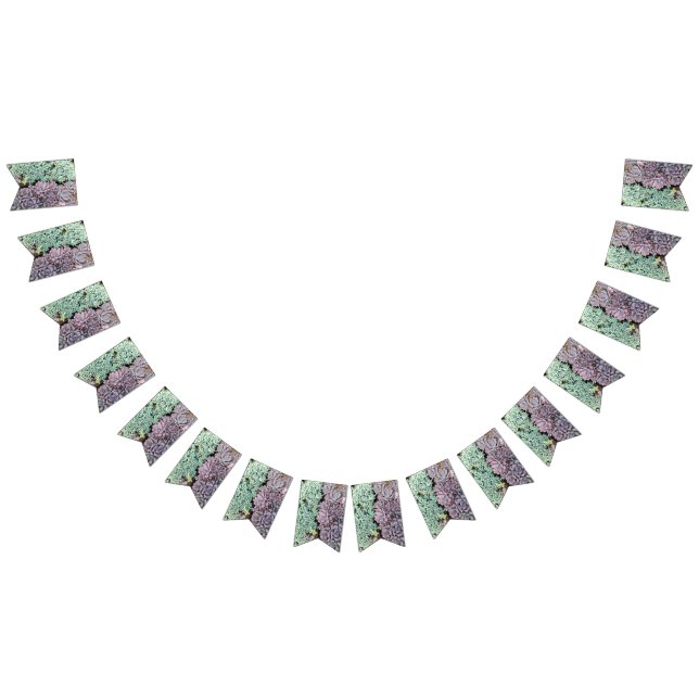 Bandera suculenta (Todo)