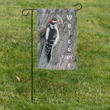 Downy Woodpecker