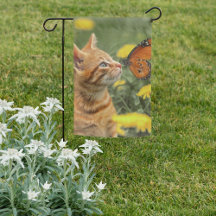 Naranja Kitten Naranja Butterfly