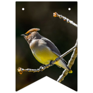 Banderines Cedar Waxwing Songbird Foto original de ave silves